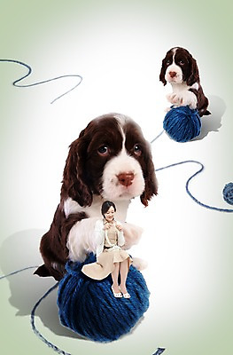 전신 PSD 동물 편집 편집이미지 라이프스타일 여자 반려견 두마리 포유류 사랑 한명 미소 웃음 사람 앉기 동양인 20대 성인 취미 앞모습 반려동물 한국인 스패니얼 뜨개질 털실 실 개 강아지 보호 만들기 동물보호 반려 스프링거스파니엘 여자만 여자한명만 성인여자만 청년만 청년여자만 성인한명만 청년여자한명만 성인여자한명만 성인만 이미지편집 1 감정 뷰포인트 컨셉 2 모션 표정 인종 청년 생활 사회이슈 파일형식