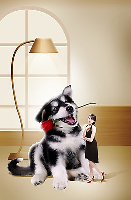 전신 PSD 식물 동물 편집 편집이미지 한마리 라이프스타일 드레스 여자 꽃 반려견 프로포즈 창문 포유류 사랑 한명 서기 사람 동양인 이벤트 20대 성인 반려동물 장미 한국인 스탠드 개 강아지 보호 알래스칸말라뮤트 동물보호 반려 여자만 여자한명만 성인여자만 청년만 청년여자만 성인한명만 청년여자한명만 성인여자한명만 성인만 이미지편집 1 옷 감정 컨셉 모션 조명 인종 청년 생활 사회이슈 파일형식