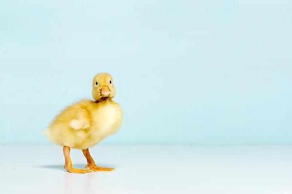 포토 JPG 스튜디오촬영 동물 척추동물 한마리 새끼 컬러 하늘색 조류 오리 실내 사람없음 수중동물 국내포토 1 내부 파란색 파일형식