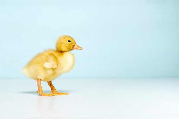 포토 JPG 스튜디오촬영 동물 척추동물 한마리 새끼 컬러 하늘색 조류 오리 실내 사람없음 옆모습 수중동물 국내포토 1 뷰포인트 내부 파란색 파일형식