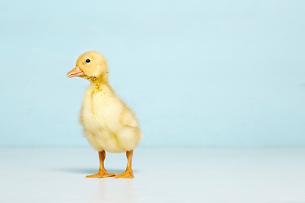 포토 JPG 스튜디오촬영 동물 척추동물 한마리 새끼 컬러 하늘색 조류 오리 실내 사람없음 수중동물 국내포토 1 내부 파란색 파일형식