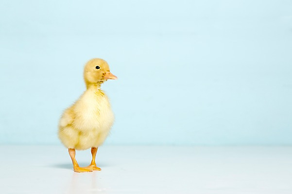 포토 JPG 스튜디오촬영 동물 척추동물 한마리 새끼 컬러 하늘색 조류 오리 실내 사람없음 수중동물 국내포토 1 내부 파란색 파일형식