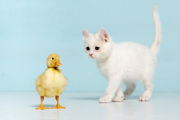 포토 JPG 스튜디오촬영 동물 척추동물 응시 새끼 컬러 하늘색 두마리 포유류 조류 오리 실내 사람없음 반려동물 고양이 터키시앙고라 반려 국내포토 시선 2 내부 파란색 파일형식