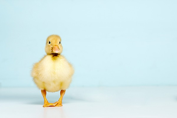 포토 JPG 스튜디오촬영 동물 척추동물 한마리 새끼 컬러 하늘색 조류 오리 실내 사람없음 수중동물 국내포토 1 내부 파란색 파일형식