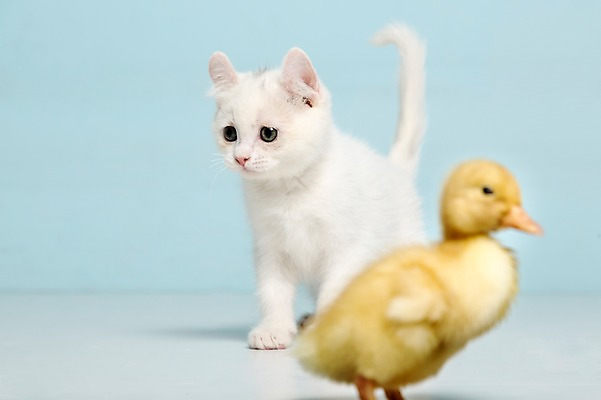 포토 JPG 스튜디오촬영 동물 척추동물 새끼 컬러 하늘색 두마리 포유류 조류 오리 실내 사람없음 아웃포커스 반려동물 고양이 터키시앙고라 반려 국내포토 2 촬영기법 내부 파란색 파일형식