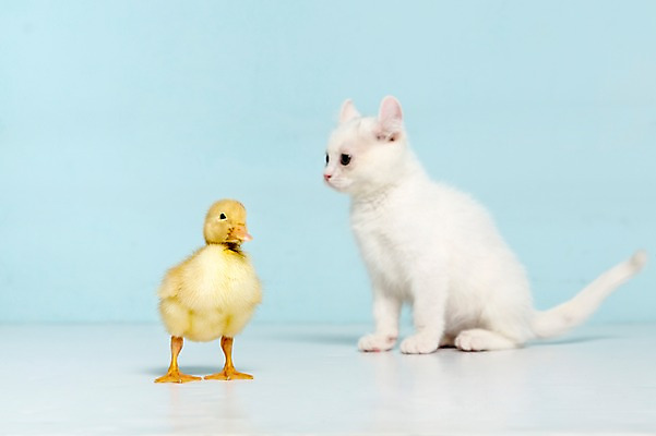 포토 JPG 스튜디오촬영 동물 척추동물 새끼 컬러 하늘색 두마리 포유류 조류 오리 실내 사람없음 반려동물 고양이 터키시앙고라 반려 국내포토 2 내부 파란색 파일형식