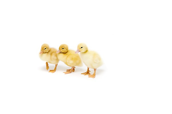 포토 JPG 스튜디오촬영 동물 척추동물 새끼 조류 오리 실내 세마리 누끼 사람없음 수중동물 국내포토 3 내부 파일형식