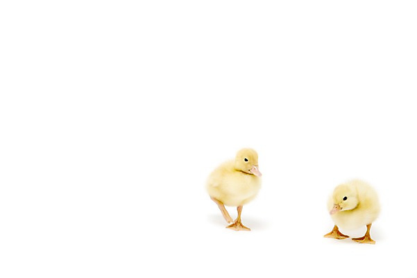 포토 JPG 스튜디오촬영 동물 척추동물 새끼 두마리 조류 오리 실내 누끼 사람없음 수중동물 국내포토 2 내부 파일형식