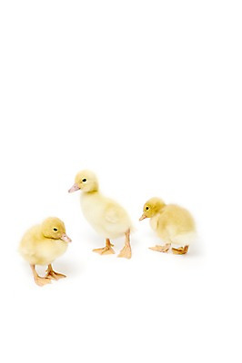 포토 JPG 스튜디오촬영 동물 척추동물 새끼 조류 오리 실내 세마리 누끼 사람없음 수중동물 국내포토 3 내부 파일형식