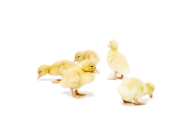 포토 JPG 스튜디오촬영 동물 척추동물 새끼 여러마리 조류 오리 실내 누끼 사람없음 수중동물 국내포토 다수 내부 파일형식