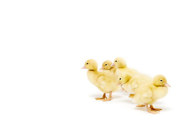 포토 JPG 스튜디오촬영 동물 척추동물 새끼 여러마리 조류 오리 실내 누끼 사람없음 수중동물 국내포토 다수 내부 파일형식