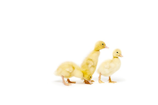 포토 JPG 스튜디오촬영 동물 척추동물 새끼 조류 오리 실내 세마리 누끼 사람없음 수중동물 국내포토 3 내부 파일형식