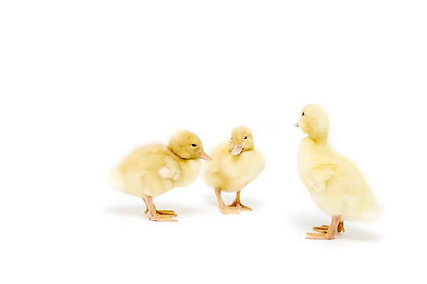 포토 JPG 스튜디오촬영 동물 척추동물 새끼 조류 오리 실내 세마리 누끼 사람없음 수중동물 국내포토 3 내부 파일형식