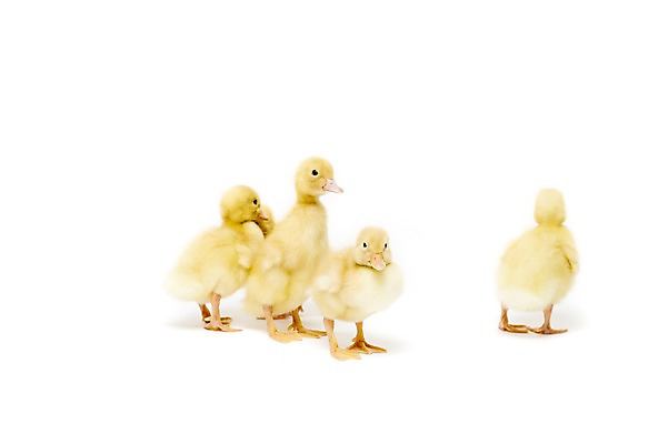 포토 JPG 스튜디오촬영 동물 척추동물 새끼 여러마리 조류 오리 실내 누끼 사람없음 수중동물 국내포토 다수 내부 파일형식