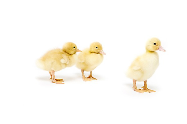 포토 JPG 스튜디오촬영 동물 척추동물 새끼 조류 오리 실내 세마리 누끼 사람없음 수중동물 국내포토 3 내부 파일형식