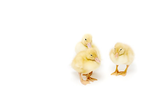 포토 JPG 스튜디오촬영 동물 척추동물 새끼 조류 오리 실내 세마리 누끼 사람없음 수중동물 국내포토 3 내부 파일형식