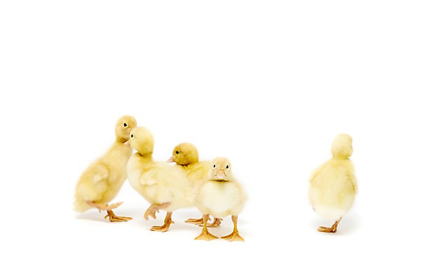 포토 JPG 스튜디오촬영 동물 척추동물 새끼 여러마리 조류 오리 실내 누끼 사람없음 수중동물 국내포토 다수 내부 파일형식