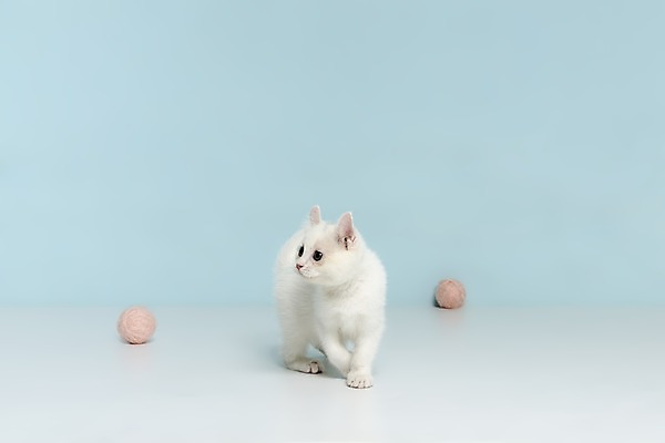 포토 JPG 스튜디오촬영 동물 척추동물 한마리 응시 컬러 하늘색 공 포유류 놀이 실내 서기 사람없음 반려동물 장난감 고양이 털실 터키시앙고라 공놀이 반려 국내포토 1 시선 모션 내부 파란색 실 파일형식