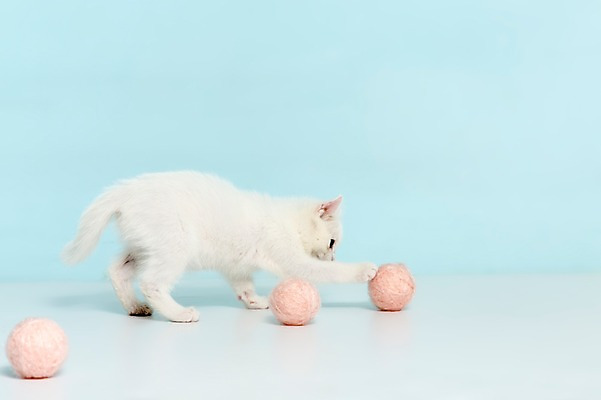 포토 JPG 스튜디오촬영 동물 척추동물 한마리 컬러 하늘색 공 포유류 놀이 실내 서기 사람없음 옆모습 반려동물 장난감 고양이 털실 터키시앙고라 호기심 공놀이 반려 국내포토 1 감정 뷰포인트 컨셉 모션 내부 파란색 실 파일형식