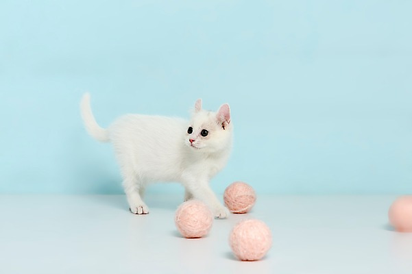 포토 JPG 스튜디오촬영 동물 척추동물 한마리 응시 컬러 하늘색 공 포유류 놀이 실내 서기 사람없음 옆모습 반려동물 장난감 고양이 털실 터키시앙고라 공놀이 반려 국내포토 1 시선 뷰포인트 모션 내부 파란색 실 파일형식