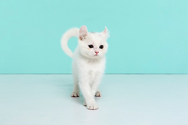 포토 JPG 스튜디오촬영 동물 척추동물 한마리 컬러 하늘색 포유류 실내 서기 사람없음 앞모습 반려동물 고양이 터키시앙고라 반려 국내포토 1 뷰포인트 모션 내부 파란색 파일형식