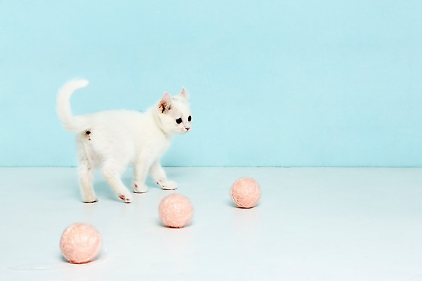 포토 JPG 스튜디오촬영 동물 척추동물 한마리 응시 컬러 하늘색 공 포유류 놀이 실내 서기 사람없음 옆모습 반려동물 장난감 고양이 털실 터키시앙고라 공놀이 반려 국내포토 1 시선 뷰포인트 모션 내부 파란색 실 파일형식