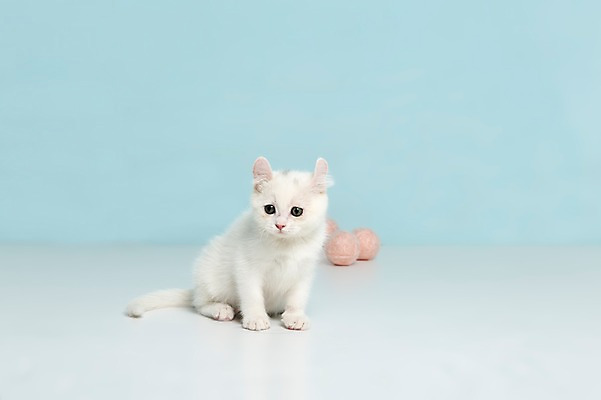 포토 JPG 스튜디오촬영 동물 척추동물 한마리 응시 컬러 하늘색 공 포유류 놀이 실내 앉기 사람없음 반려동물 장난감 고양이 털실 터키시앙고라 공놀이 반려 국내포토 1 시선 모션 내부 파란색 실 파일형식