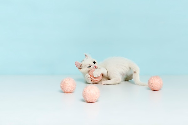 포토 JPG 스튜디오촬영 동물 척추동물 한마리 컬러 하늘색 공 포유류 놀이 실내 사람없음 반려동물 눕기 장난감 고양이 털실 터키시앙고라 공놀이 반려 국내포토 1 모션 내부 파란색 실 파일형식