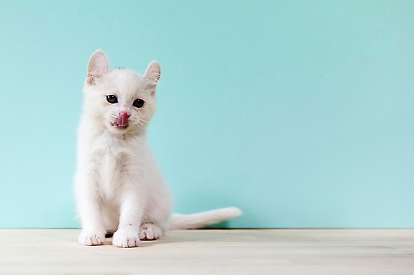 포토 JPG 스튜디오촬영 동물 척추동물 한마리 컬러 하늘색 포유류 실내 앉기 사람없음 앞모습 반려동물 고양이 터키시앙고라 메롱 반려 국내포토 1 뷰포인트 모션 내부 파란색 파일형식