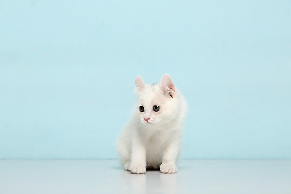 포토 JPG 스튜디오촬영 동물 척추동물 한마리 응시 컬러 하늘색 포유류 실내 앉기 사람없음 반려동물 고양이 터키시앙고라 반려 국내포토 1 시선 모션 내부 파란색 파일형식