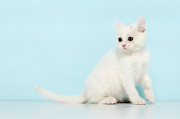 포토 JPG 스튜디오촬영 동물 척추동물 한마리 응시 컬러 하늘색 포유류 실내 앉기 사람없음 옆모습 반려동물 고양이 터키시앙고라 반려 국내포토 1 시선 뷰포인트 모션 내부 파란색 파일형식