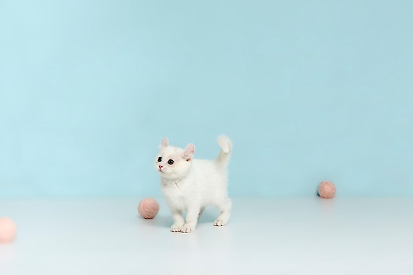 포토 JPG 스튜디오촬영 동물 척추동물 한마리 응시 컬러 하늘색 공 포유류 놀이 실내 서기 사람없음 반려동물 장난감 고양이 올려보기 털실 터키시앙고라 공놀이 반려 국내포토 1 시선 모션 내부 파란색 실 파일형식