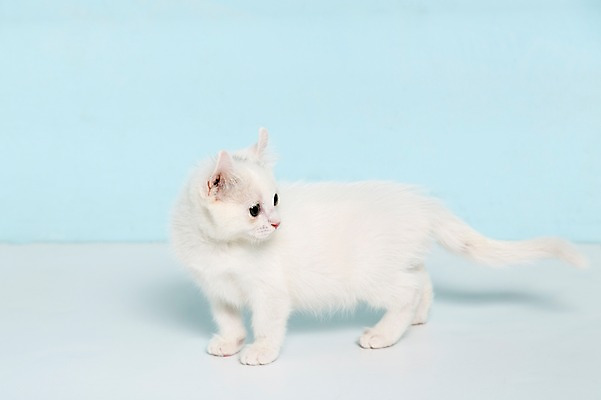 포토 JPG 스튜디오촬영 동물 척추동물 한마리 응시 컬러 하늘색 포유류 실내 서기 사람없음 옆모습 반려동물 고양이 터키시앙고라 반려 국내포토 1 시선 뷰포인트 모션 내부 파란색 파일형식