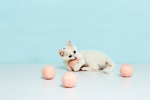 포토 JPG 스튜디오촬영 동물 척추동물 한마리 컬러 하늘색 공 포유류 놀이 실내 사람없음 반려동물 눕기 장난감 고양이 털실 터키시앙고라 공놀이 반려 국내포토 1 모션 내부 파란색 실 파일형식
