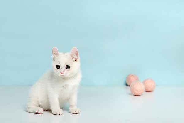 포토 JPG 스튜디오촬영 동물 척추동물 한마리 응시 컬러 하늘색 공 포유류 놀이 실내 앉기 사람없음 반려동물 장난감 고양이 털실 터키시앙고라 공놀이 반려 국내포토 1 시선 모션 내부 파란색 실 파일형식