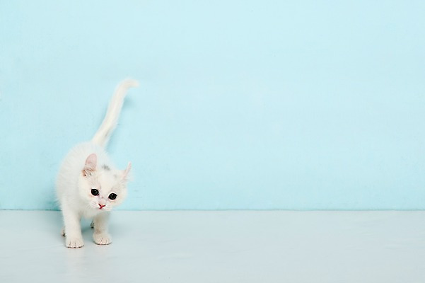 포토 JPG 스튜디오촬영 동물 척추동물 한마리 컬러 하늘색 포유류 실내 서기 사람없음 앞모습 반려동물 고양이 터키시앙고라 반려 국내포토 1 뷰포인트 모션 내부 파란색 파일형식