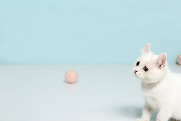 포토 JPG 스튜디오촬영 동물 척추동물 한마리 응시 공 포유류 놀이 실내 앉기 사람없음 옆모습 반려동물 장난감 고양이 털실 터키시앙고라 공놀이 반려 국내포토 1 시선 뷰포인트 모션 내부 실 파일형식