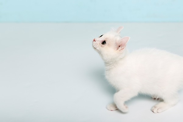 포토 JPG 스튜디오촬영 동물 척추동물 한마리 응시 포유류 실내 사람없음 옆모습 반려동물 고양이 올려보기 터키시앙고라 반려 국내포토 1 시선 뷰포인트 모션 내부 파일형식