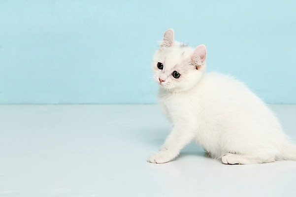 포토 JPG 스튜디오촬영 동물 척추동물 한마리 응시 컬러 하늘색 포유류 실내 앉기 사람없음 옆모습 반려동물 고양이 터키시앙고라 반려 국내포토 1 시선 뷰포인트 모션 내부 파란색 파일형식