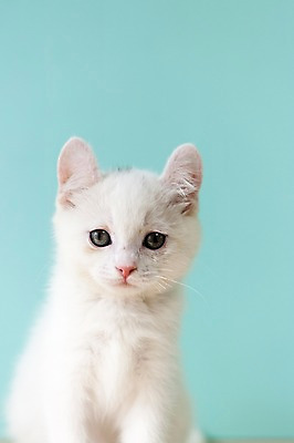 포토 JPG 스튜디오촬영 동물 척추동물 한마리 컬러 하늘색 포유류 실내 사람없음 앞모습 반려동물 고양이 터키시앙고라 반려 국내포토 1 뷰포인트 내부 파란색 파일형식