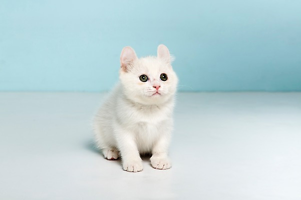 포토 JPG 스튜디오촬영 동물 척추동물 한마리 응시 포유류 실내 앉기 사람없음 반려동물 고양이 올려보기 터키시앙고라 반려 국내포토 1 시선 모션 내부 파일형식