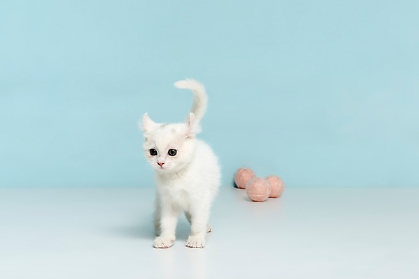 포토 JPG 스튜디오촬영 동물 척추동물 한마리 컬러 하늘색 공 포유류 놀이 실내 서기 사람없음 앞모습 반려동물 장난감 고양이 털실 터키시앙고라 공놀이 반려 국내포토 1 뷰포인트 모션 내부 파란색 실 파일형식