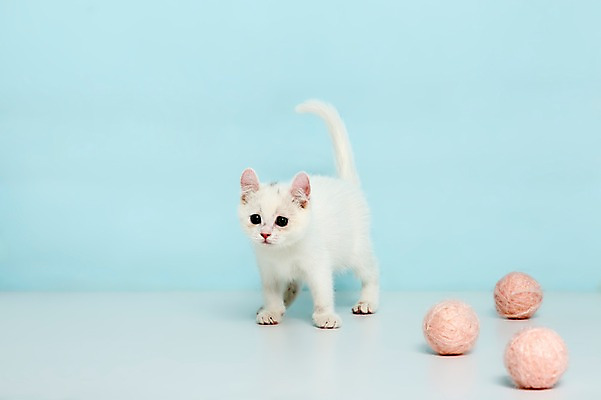 포토 JPG 스튜디오촬영 동물 척추동물 한마리 컬러 하늘색 공 포유류 놀이 실내 서기 사람없음 반려동물 장난감 고양이 털실 터키시앙고라 공놀이 반려 국내포토 1 모션 내부 파란색 실 파일형식