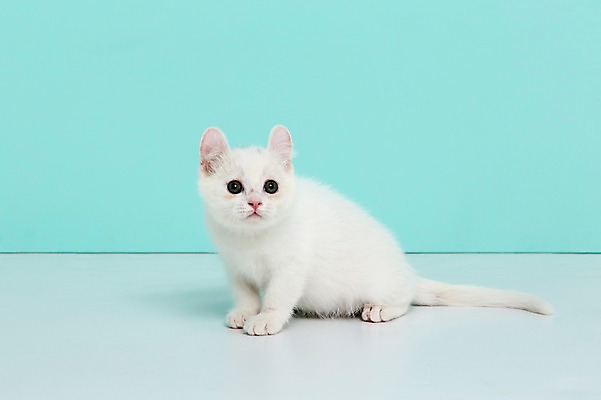 포토 JPG 스튜디오촬영 동물 척추동물 한마리 응시 컬러 하늘색 포유류 실내 앉기 사람없음 반려동물 고양이 터키시앙고라 반려 국내포토 1 시선 모션 내부 파란색 파일형식