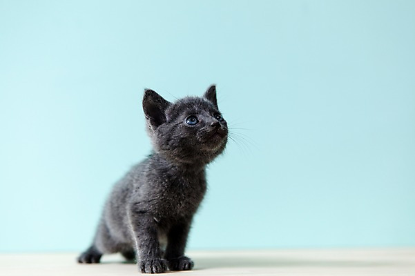 포토 JPG 스튜디오촬영 동물 척추동물 한마리 응시 새끼 컬러 하늘색 포유류 실내 앉기 사람없음 옆모습 아웃포커스 반려동물 고양이 올려보기 러시안블루 반려 국내포토 1 시선 뷰포인트 모션 촬영기법 내부 파란색 파일형식