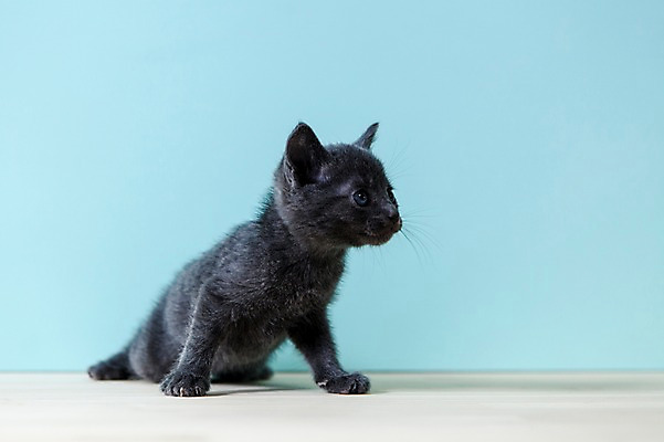 포토 JPG 스튜디오촬영 동물 척추동물 한마리 응시 새끼 컬러 하늘색 포유류 실내 앉기 사람없음 옆모습 반려동물 고양이 러시안블루 반려 국내포토 1 시선 뷰포인트 모션 내부 파란색 파일형식