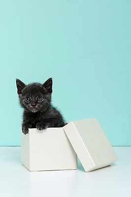 포토 JPG 스튜디오촬영 동물 척추동물 한마리 새끼 컬러 하늘색 포유류 실내 사람없음 반려동물 상자 고양이 러시안블루 반려 국내포토 1 내부 파란색 파일형식