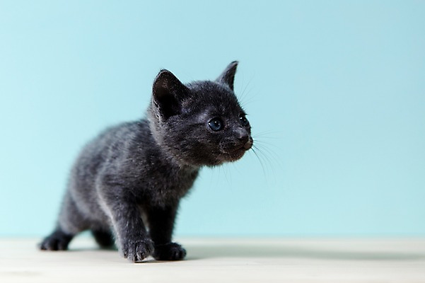 포토 JPG 스튜디오촬영 동물 척추동물 한마리 응시 새끼 컬러 하늘색 포유류 실내 사람없음 앞모습 아웃포커스 반려동물 고양이 러시안블루 반려 국내포토 1 시선 뷰포인트 촬영기법 내부 파란색 파일형식