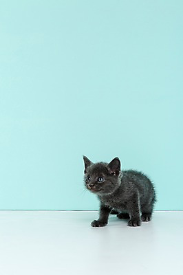 포토 JPG 스튜디오촬영 동물 척추동물 한마리 새끼 컬러 하늘색 포유류 실내 앉기 사람없음 앞모습 반려동물 고양이 러시안블루 반려 국내포토 1 뷰포인트 모션 내부 파란색 파일형식