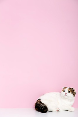 포토 JPG 스튜디오촬영 동물 척추동물 한마리 응시 분홍색 컬러 포유류 실내 사람없음 옆모습 반려동물 눕기 고양이 반려 스코티시폴드 분홍색배경 국내포토 1 시선 뷰포인트 백그라운드 모션 내부 파일형식